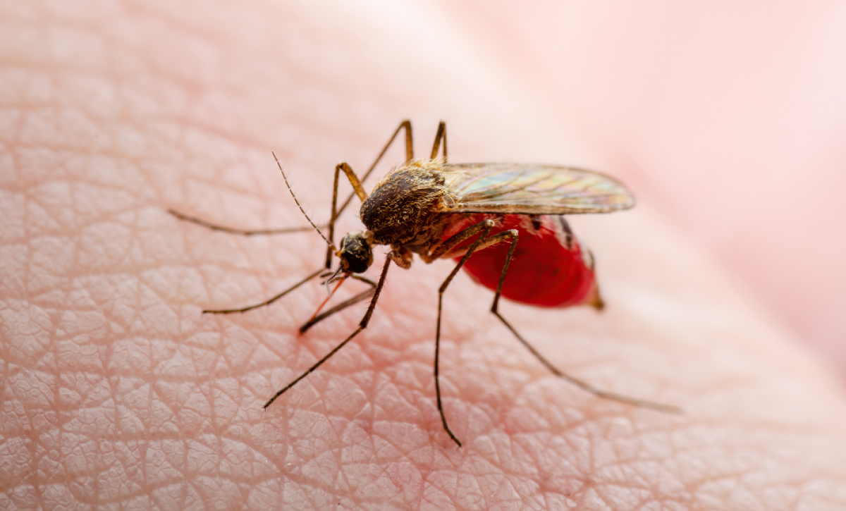 La malaria se transmite principalmente por la picadura de hembras del mosquito Anopheles infectadas con el parásito.