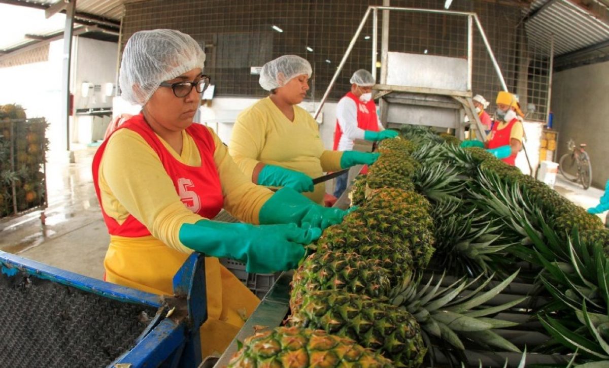 La piña ecuatoriana Golden es muy apreciada por su sabor dulce, jugosidad y su irresistible aroma