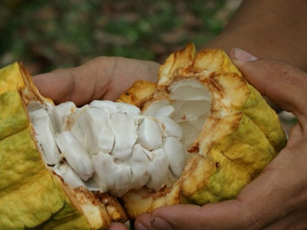 La provincia de Los Ríos es la mayor productora de cacao a nivel nacional, aporta con 122 mil 716 toneladas métricas al año. (Ministerio de Agricultura).