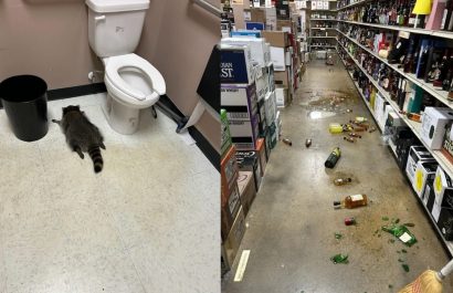 Mapache entra a licorería en Virginia, Estados Unidos, derriba botellas de alcohol y termina borracho
