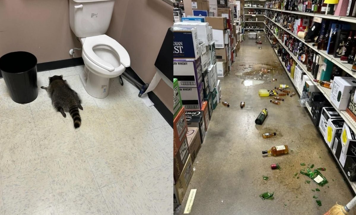 Mapache entra a licorería en Virginia, Estados Unidos, derriba botellas de alcohol y termina borracho