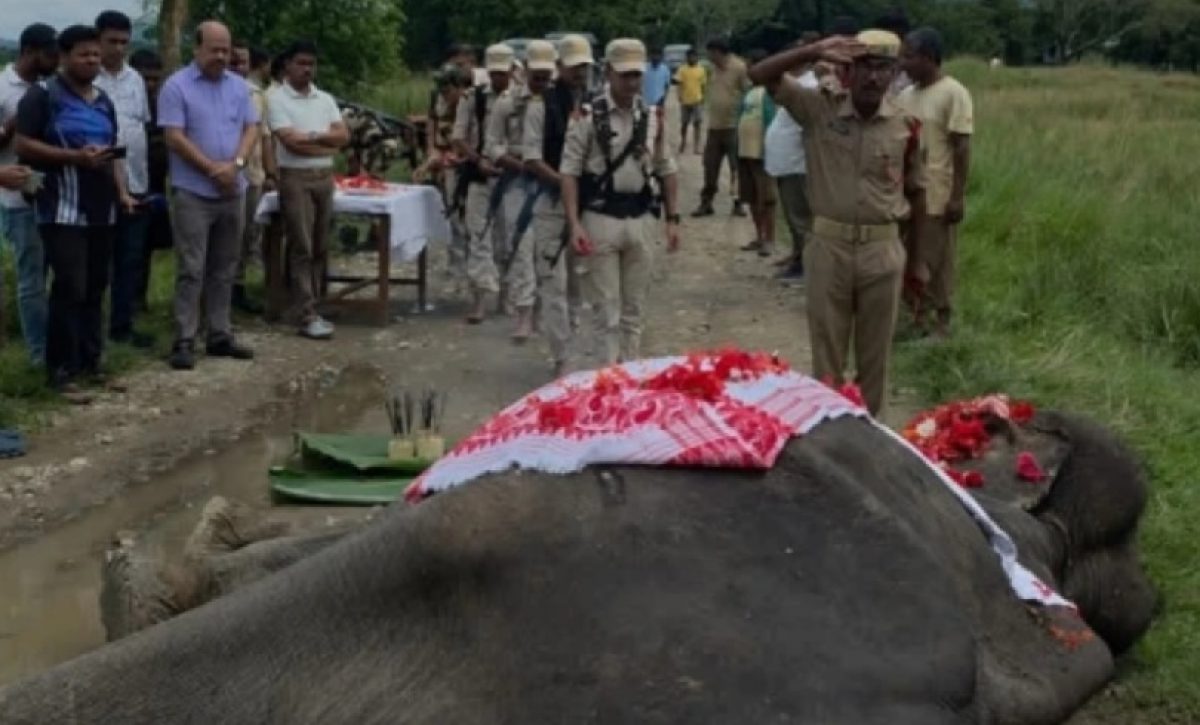 Mohanmala, una elefanta que dedicó más de 50 años a la conservación de rinocerontes, la lucha contra cazadores furtivos