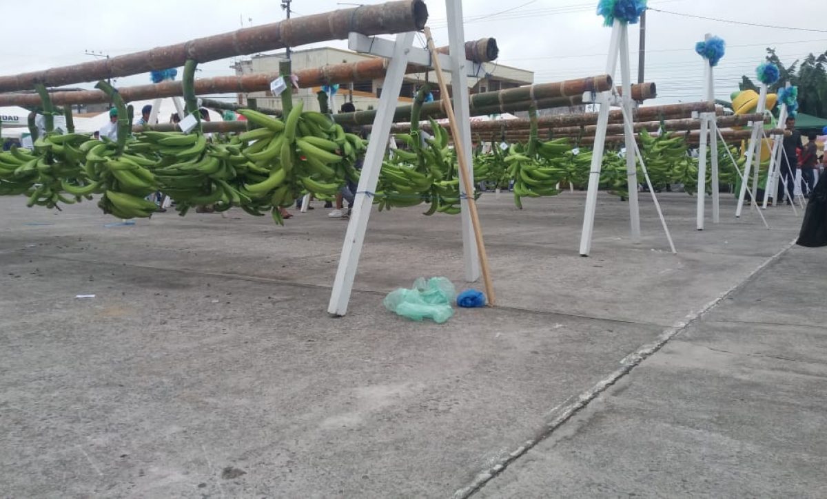 Moko, Sigatoka Negra y Fusarium: desafíos para la producción platanera ecuatoriana