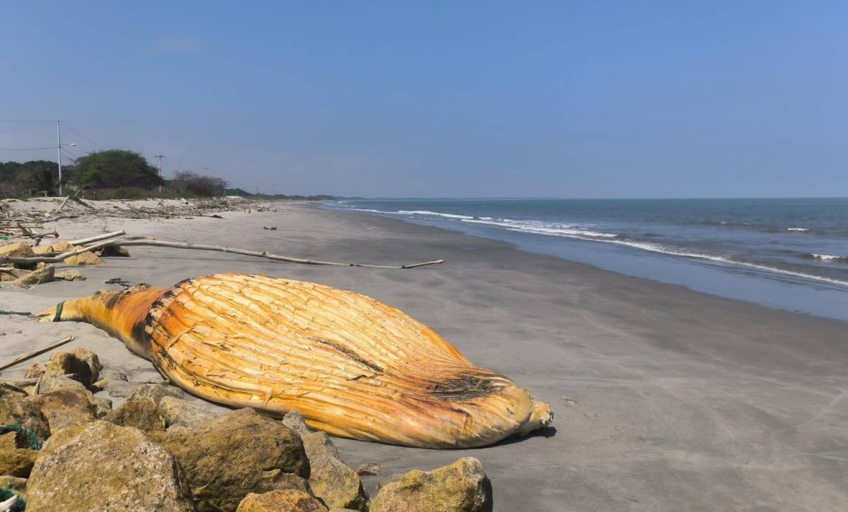 Operativo interinstitucional atiende ballena muerta en la isla Jambelí, El Oro