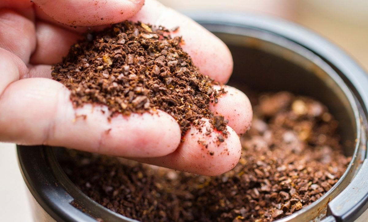 ¿Por qué deberías guardar los residuos del café filtrado en vez de tirarlos? Estás desperdiciando un tesoro para tus plantas
