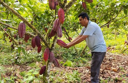 Productores de Santo Domingo de los Tsáchilas sienten impacto por desplome internacional del cacao
