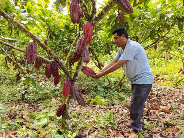 Productores de Santo Domingo de los Tsáchilas sienten impacto por desplome internacional del cacao