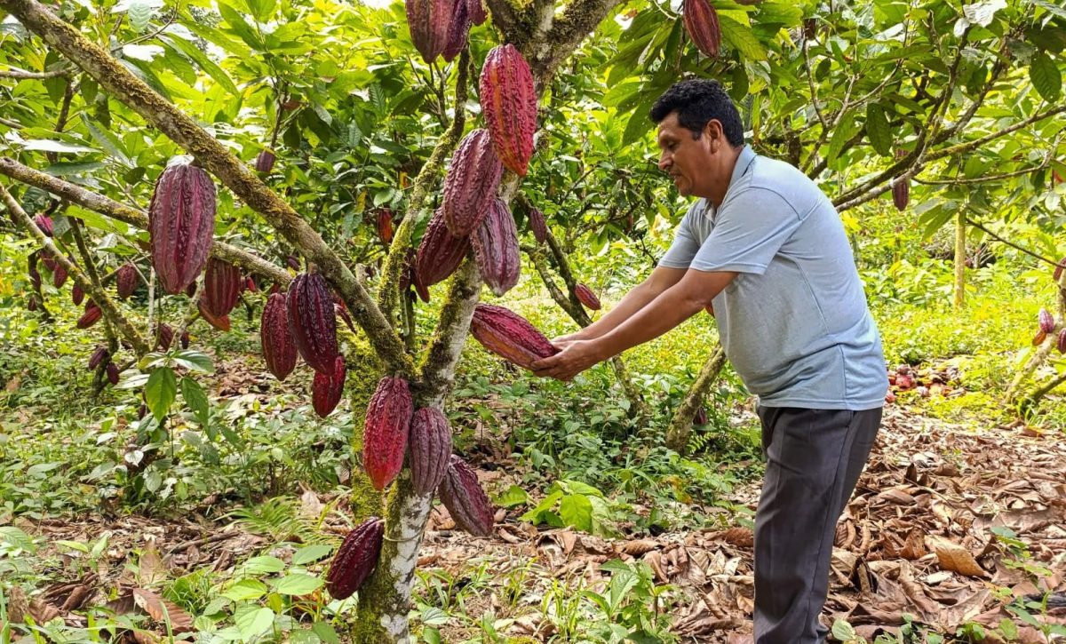 Productores de Santo Domingo de los Tsáchilas sienten impacto por desplome internacional del cacao