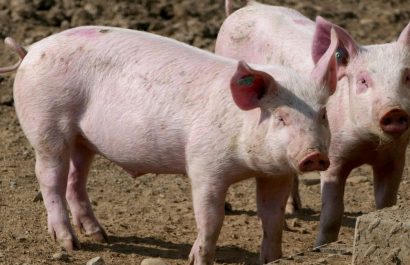 ¿Qué es la peste porcina africana y por qué se realizan estrictos controles en Ecuador (Pixabay)