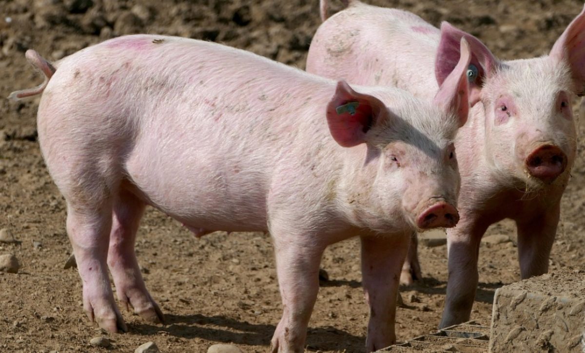 ¿Qué es la peste porcina africana y por qué se realizan estrictos controles en Ecuador (Pixabay)