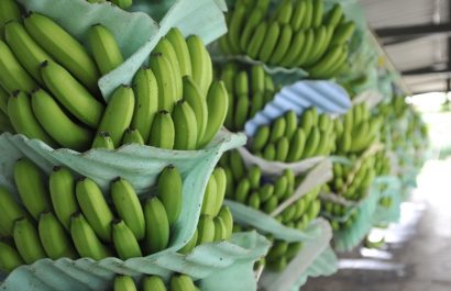 Registro de plantaciones de banano tiene fecha límite y el Gobierno ajusta controles agrícolas en Ecuador.