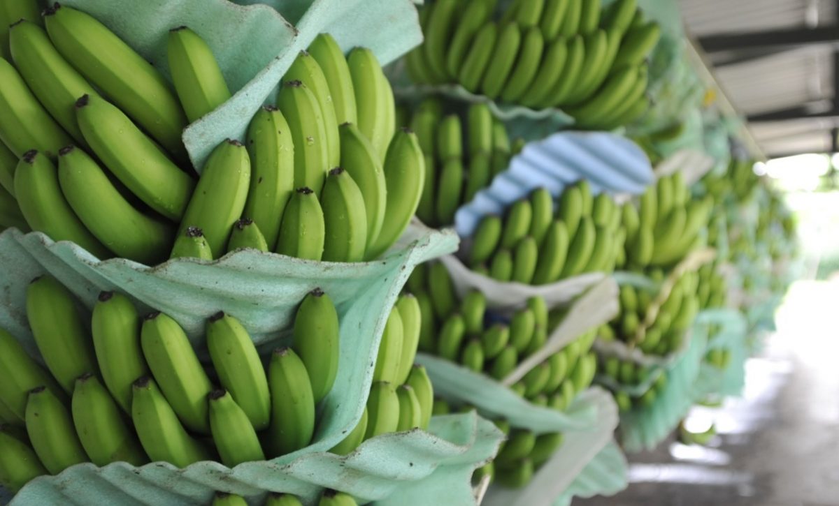 Registro de plantaciones de banano tiene fecha límite y el Gobierno ajusta controles agrícolas en Ecuador.