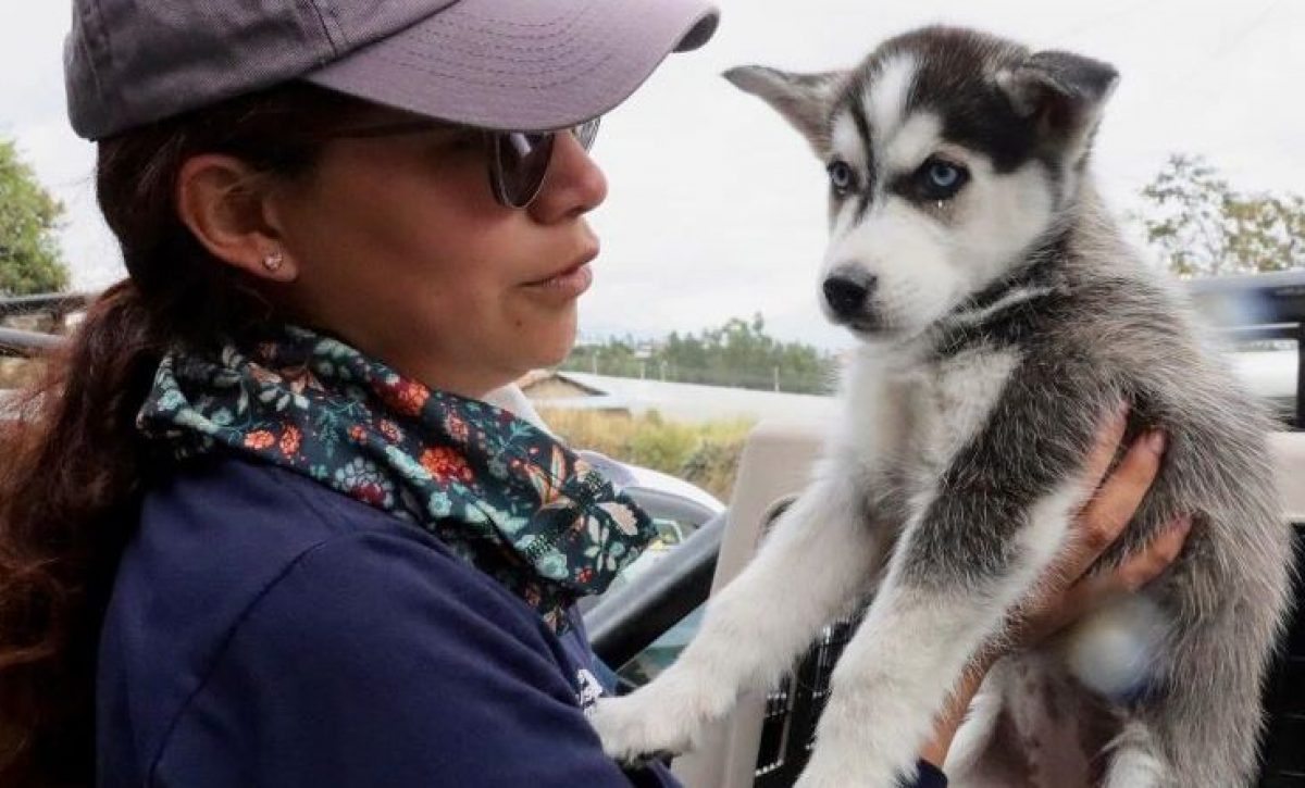 Rescatan cachorros en operativo sorpresa en mercado de El Quinche