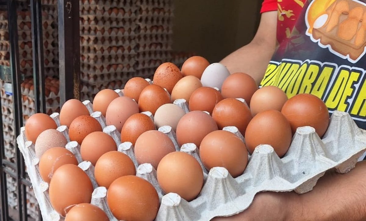 Santo Domingo registra fuerte caída en el precio del huevo por sobreoferta nacional