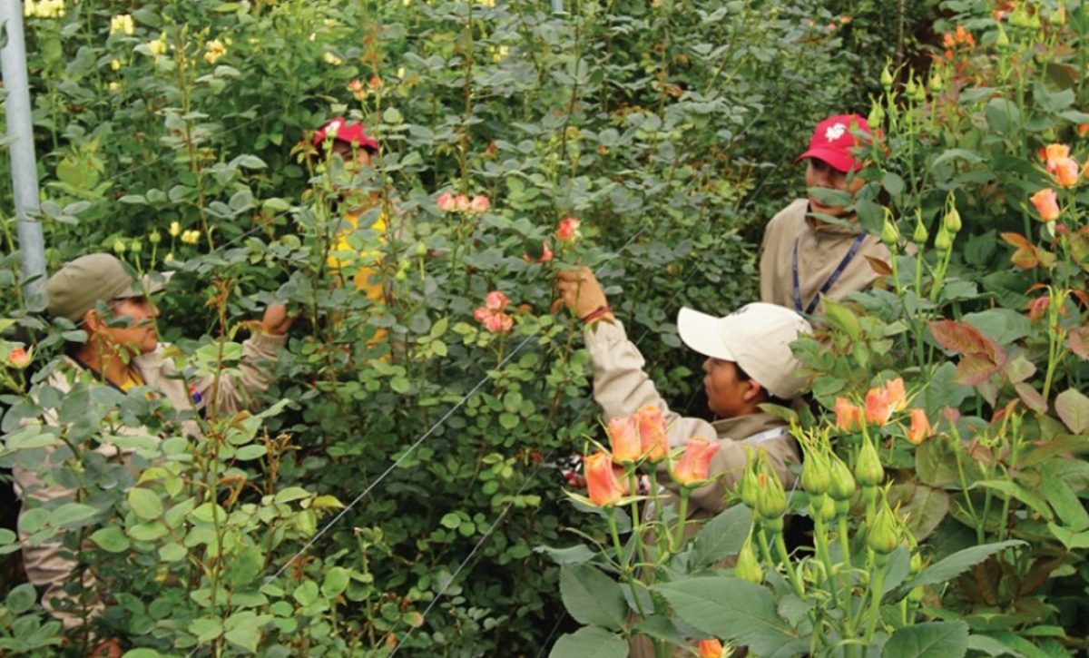 Sector floricultor en crisis El paro nacional genera pérdidas de cuatro millones de dólares en y amenaza las exportaciones. (Expoflores)