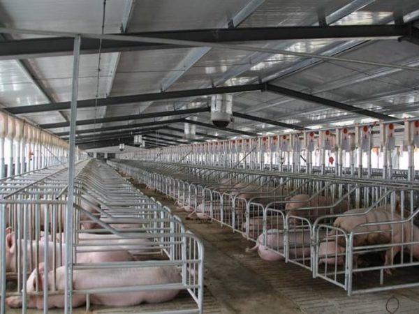 Sector porcicultor advierte sobre riesgos de importar carne de cerdo desde Brasil