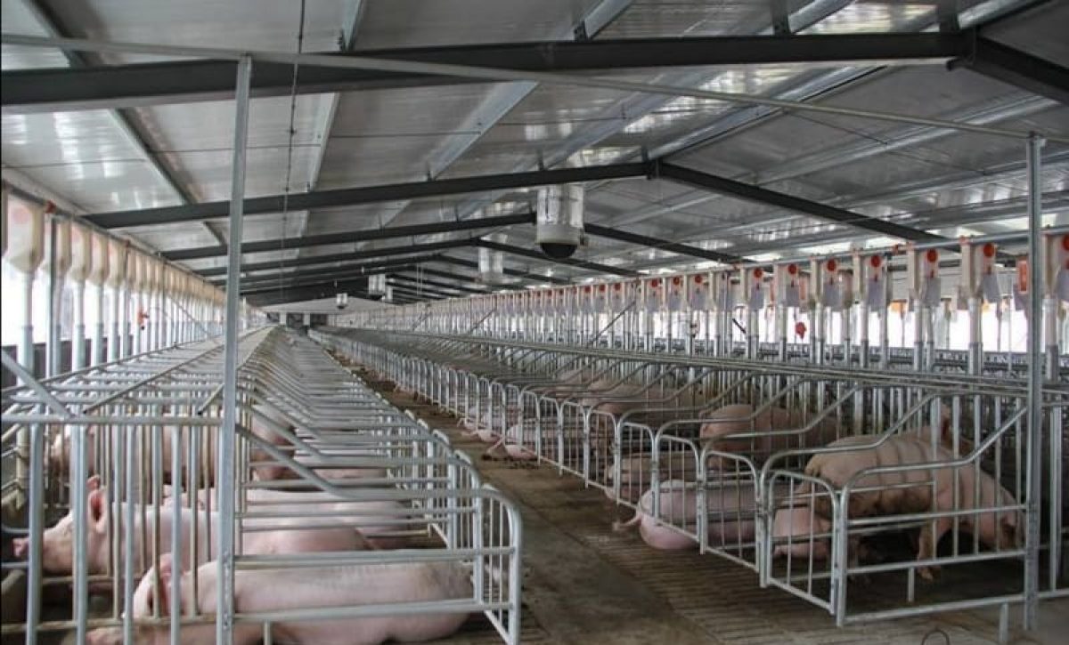 Sector porcicultor advierte sobre riesgos de importar carne de cerdo desde Brasil