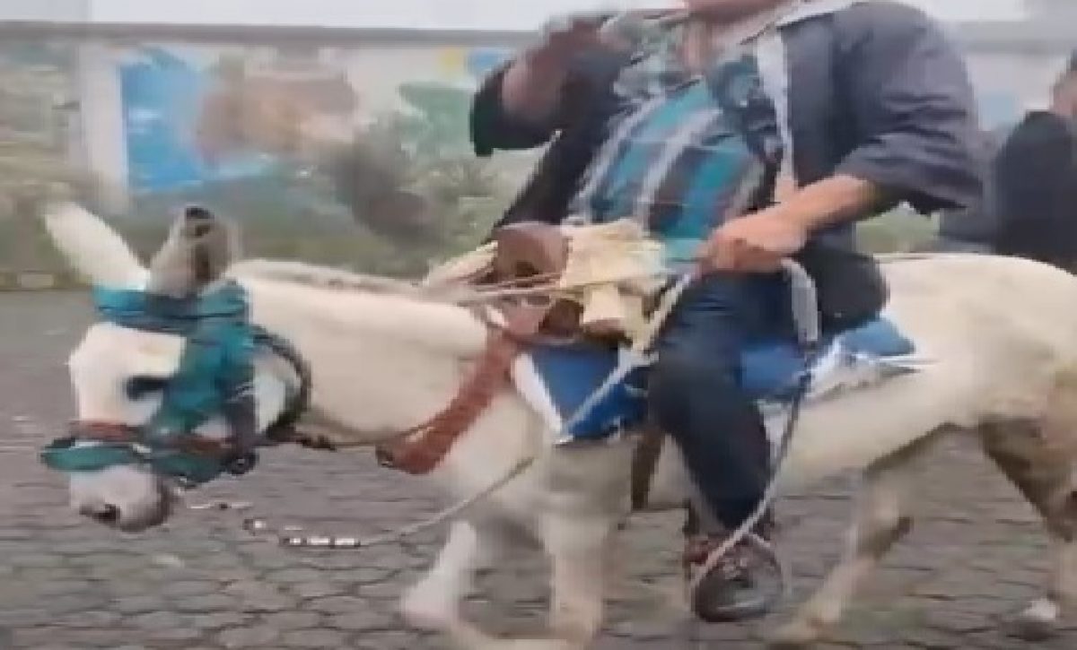 Sorpresa en Santo Domingo por ingreso de un ciudadano montado en burro a un recinto electoral