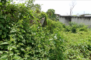 Luego de la notificación, las personas tienen diez días para realizar la limpieza de los terrenos.