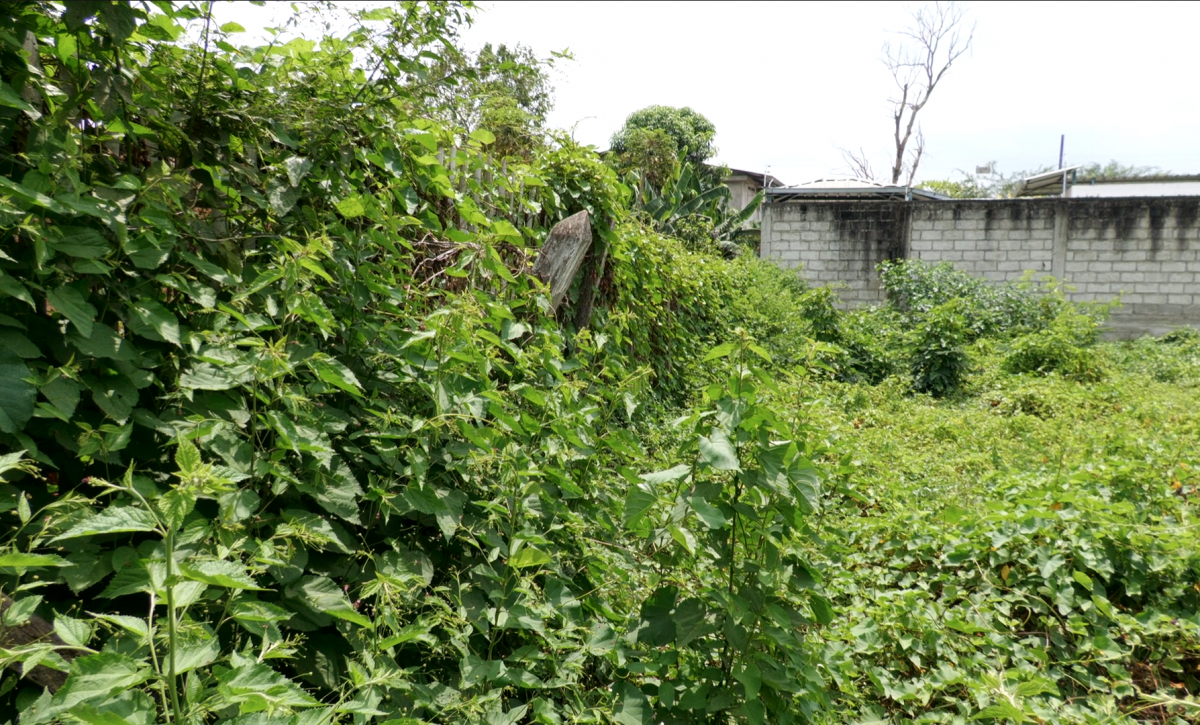 Luego de la notificación, las personas tienen diez días para realizar la limpieza de los terrenos.