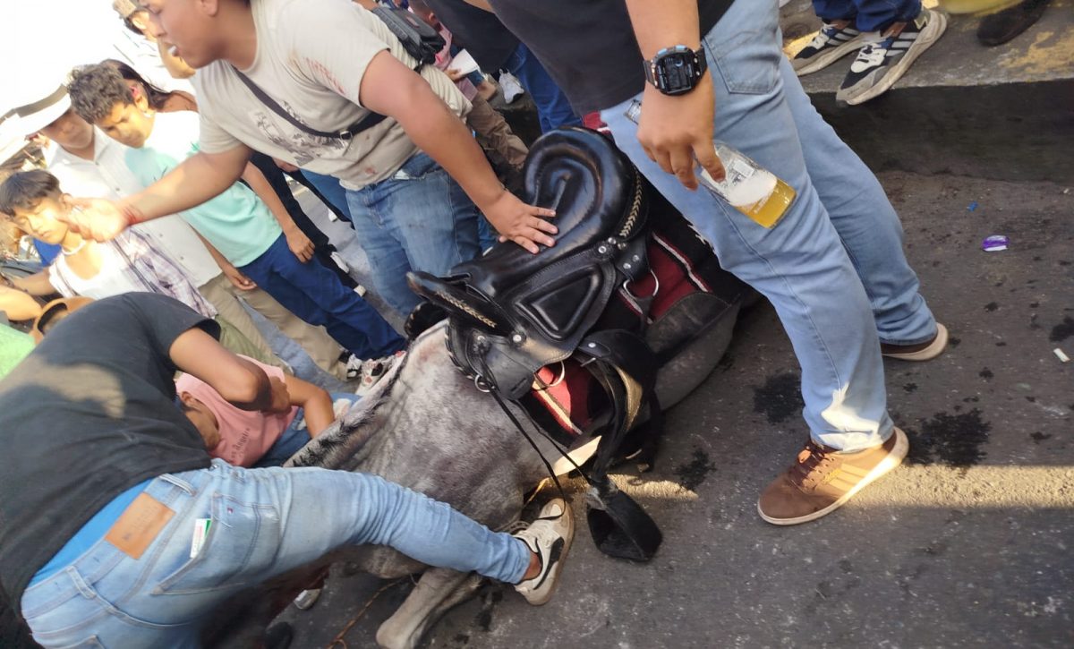 Un caballo murió por deshidratación durante la cabalgata realizada en el cantón El Carmen