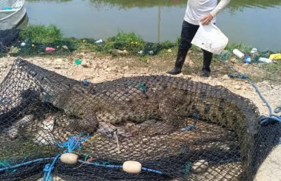 Un cocodrilo de 3.8 metros de longitud resultó capturado por comuneros en una camaronera del cantón Durán, provincia de Guayas.