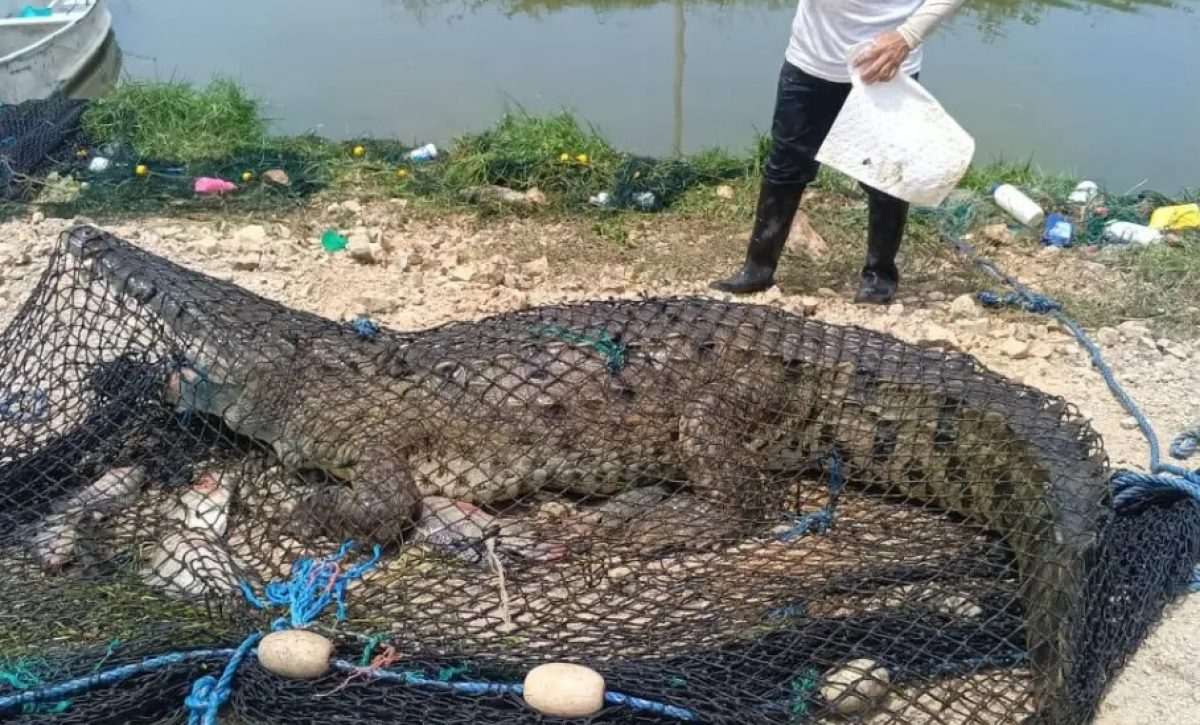 Un cocodrilo de 3.8 metros de longitud resultó capturado por comuneros en una camaronera del cantón Durán, provincia de Guayas.