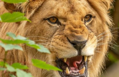 Video: Un león atacó a una madre y a sus dos hijos mientras caminaban por una calle de la ciudad de Lahore, Pakistán. (Pexels).