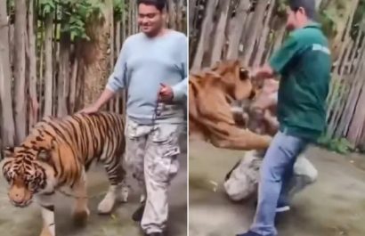 Un turista indio resultó herido tras ser atacado por un tigre en el parque de atracciones Tiger Kingdom, en Phuket, Tailandia.