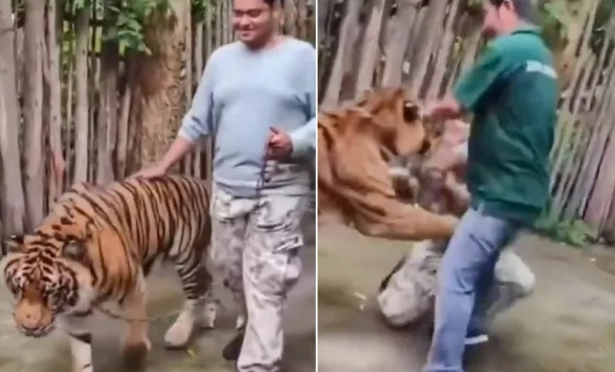 Un turista indio resultó herido tras ser atacado por un tigre en el parque de atracciones Tiger Kingdom, en Phuket, Tailandia.