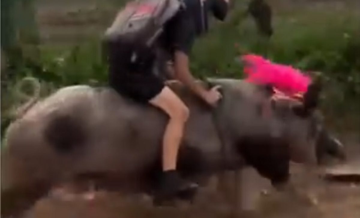 Una niña de una zona rural de Brasil captó la atención mundial tras ser grabada mientras se dirigía a su escuela montando un cerdo.