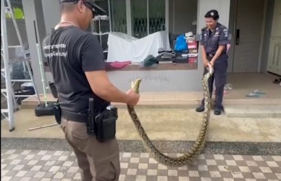 Una pitón de cinco metros irrumpió en una vivienda en el distrito de Bang Yai, provincia de Nonthaburi, Tailandia.