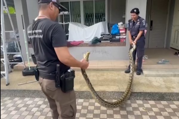 Una pitón de cinco metros irrumpió en una vivienda en el distrito de Bang Yai, provincia de Nonthaburi, Tailandia.