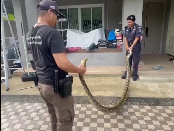 Una pitón de cinco metros irrumpió en una vivienda en el distrito de Bang Yai, provincia de Nonthaburi, Tailandia.