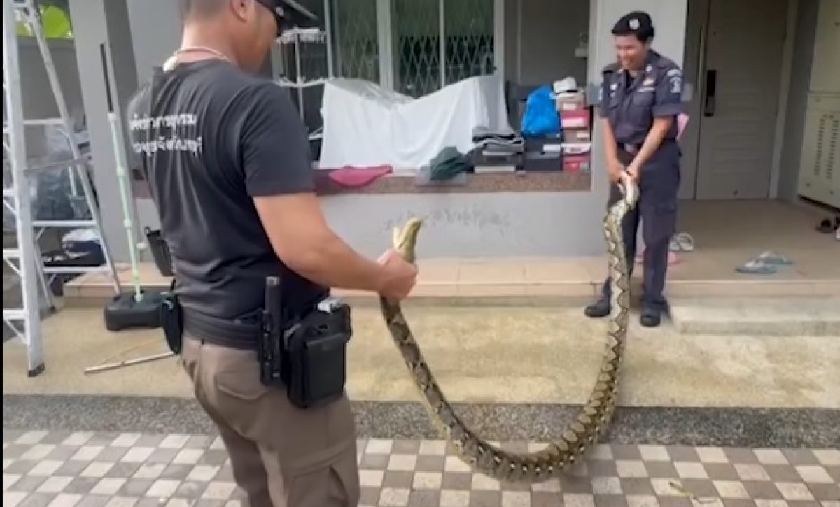 Una pitón de cinco metros irrumpió en una vivienda en el distrito de Bang Yai, provincia de Nonthaburi, Tailandia.