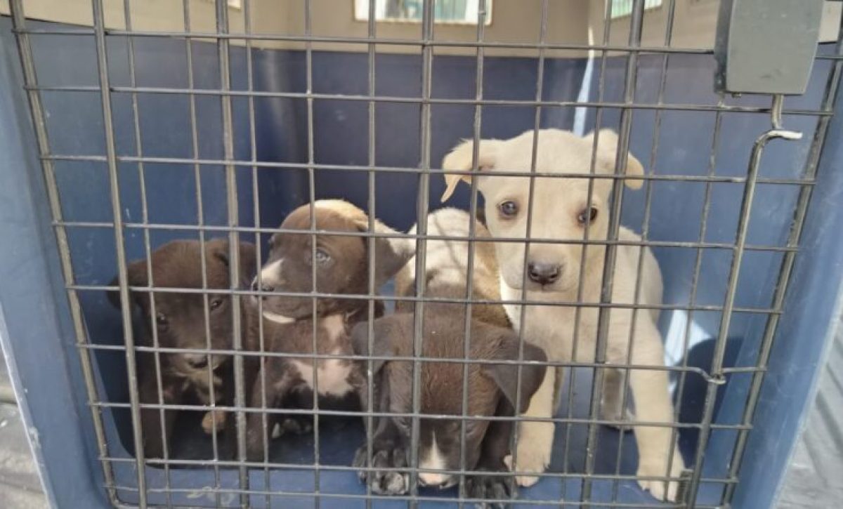 Unidad de Bienestar Animal rescata a perra y cuatro crías en condiciones críticas en Quito