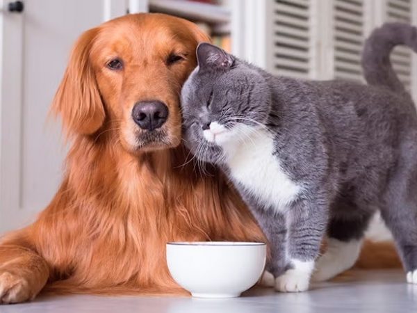 El gasto anual promedio por perros de tamaño mediano puede ubicarse entre USD 800 y 1.200, mientras que para un gato, oscila entre USD 600 y 900.