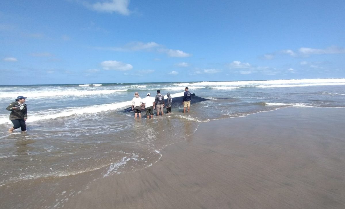 Foto / redes sociales. Una de las ballenas medía aproximadamente 5 metros. La otra, de 8 metros, murió.