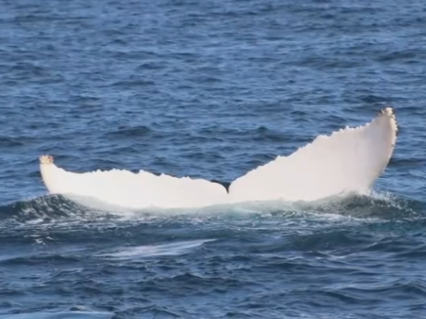 Una ballena jorobada blanca asombra a Puerto López: podría ser una de solo dos en el mundo