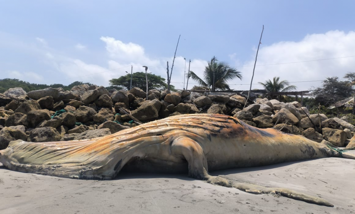 Autoridades aún no retiran ballena muerta en Jambelí pese a riesgo sanitario