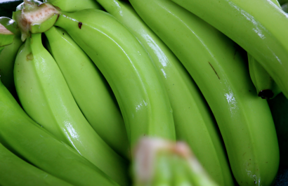 Banano ecuatoriano sin impacto por Fusarium raza 4.