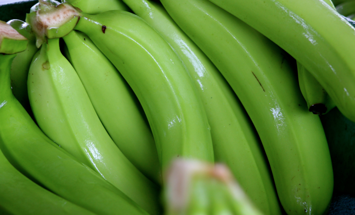 Banano ecuatoriano sin impacto por Fusarium raza 4.