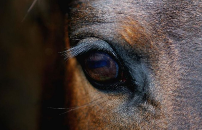 ¿Qué siente un caballo? La ciencia lo revela a través de sus expresiones faciales