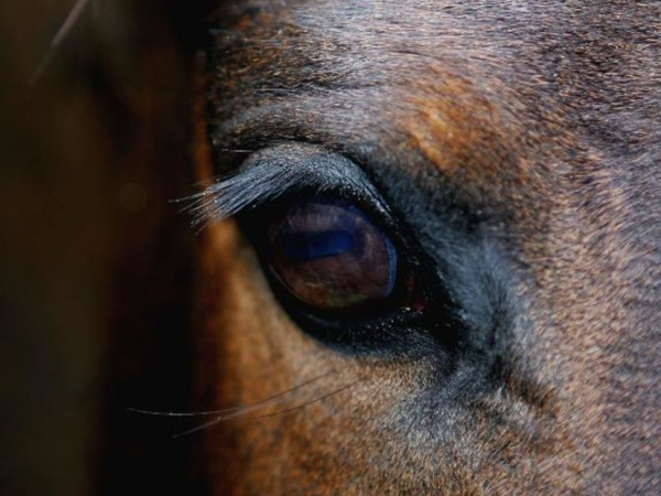 ¿Qué siente un caballo? La ciencia lo revela a través de sus expresiones faciales