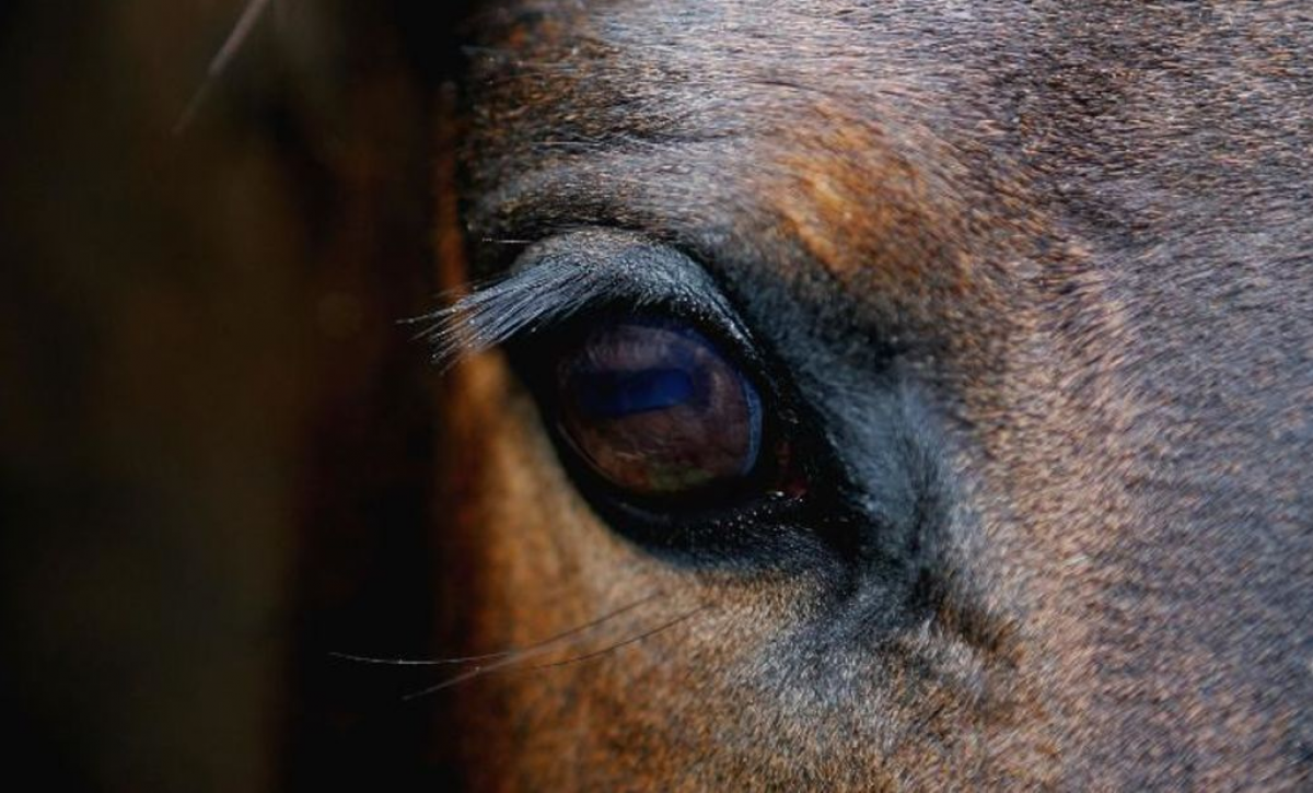 ¿Qué siente un caballo? La ciencia lo revela a través de sus expresiones faciales