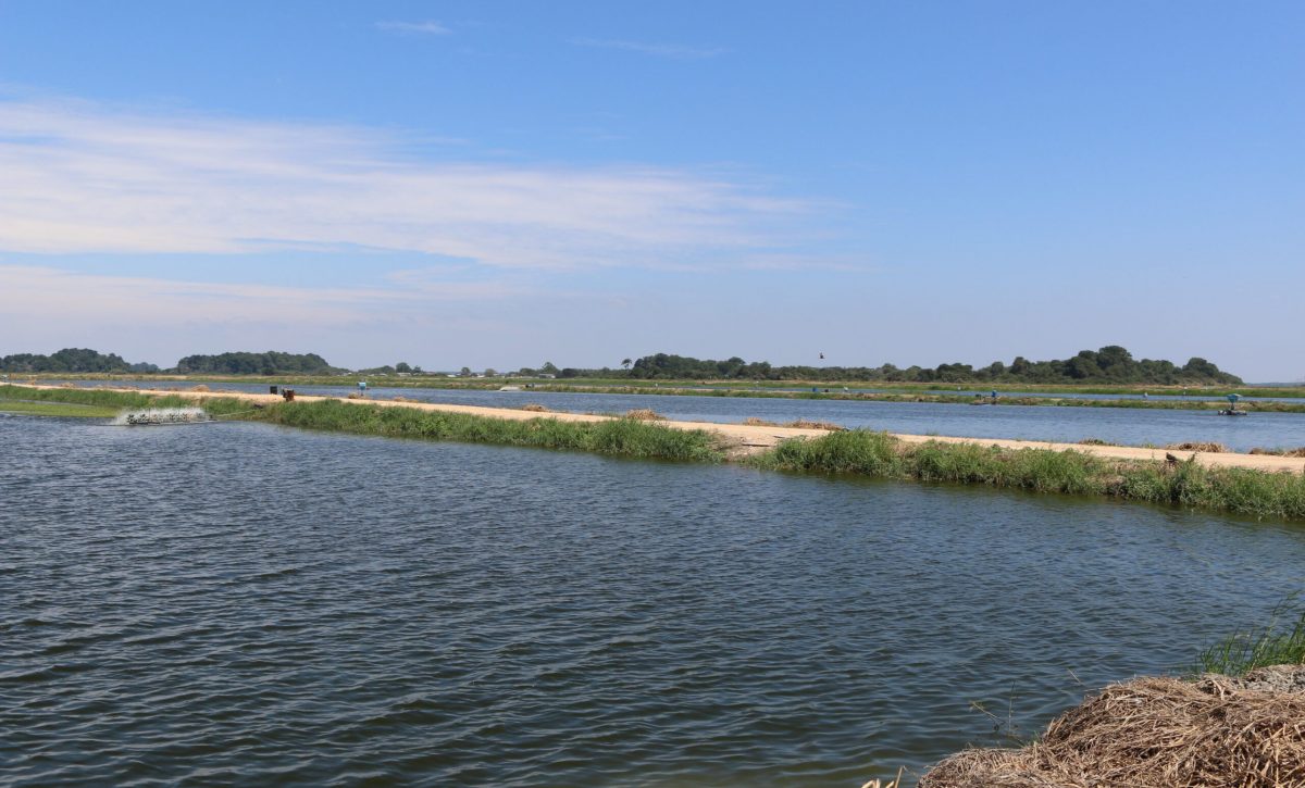 Nuevo arancel de EE.UU. eleva costos del camarón ecuatoriano a USD 170 millones en 2025.