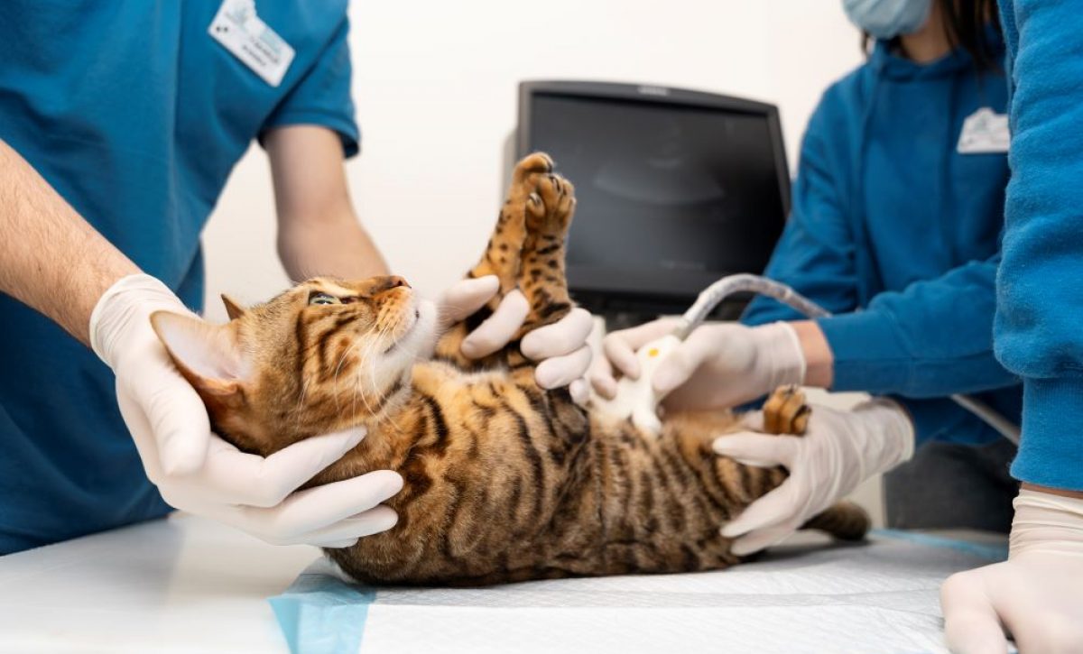 Esterilización en mascotas, un acto de amor y salud preventiva