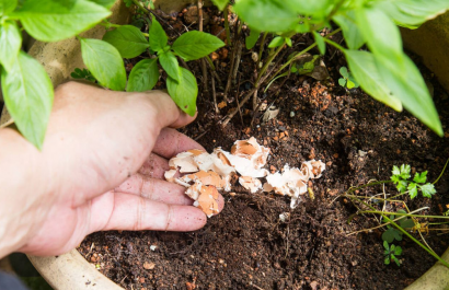 ¡Atención jardineros! Esto pasa realmente cuando usas cáscara de huevo con limón en tus plantas