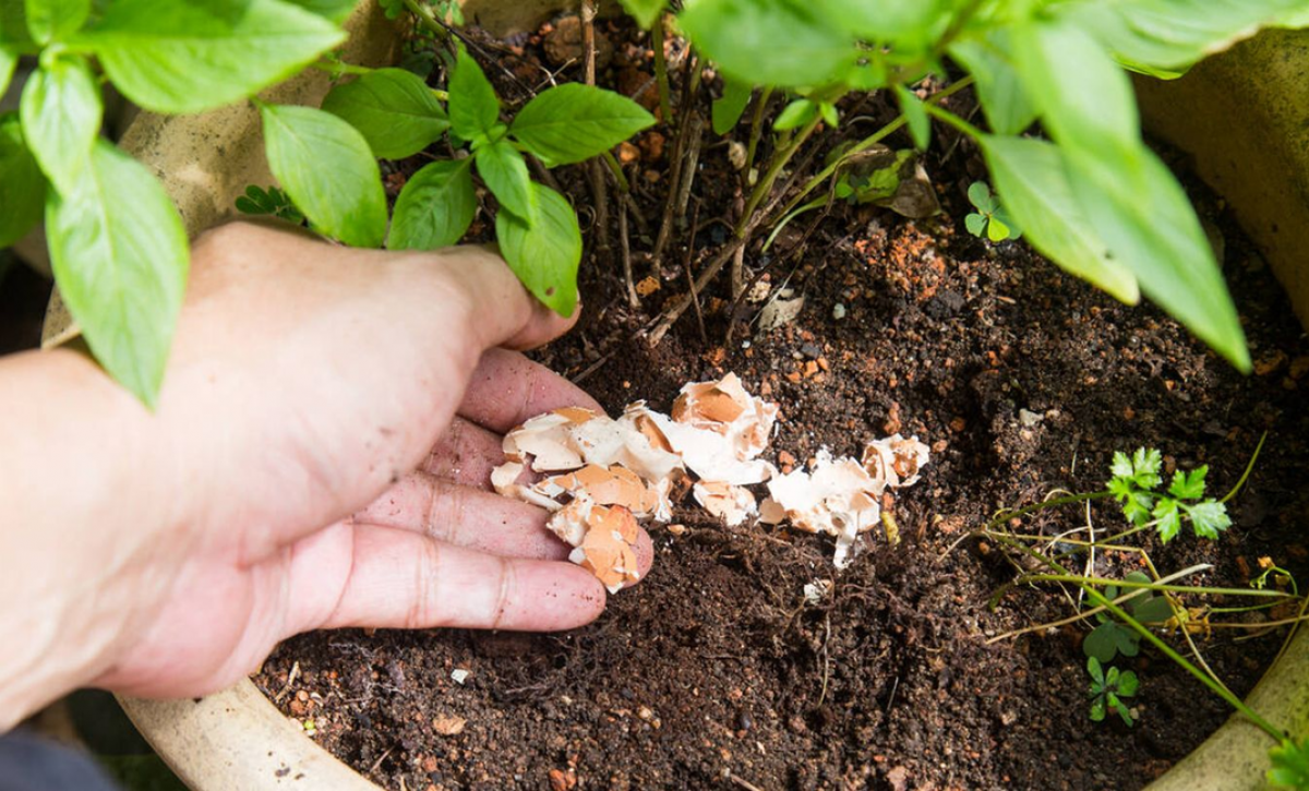 ¡Atención jardineros! Esto pasa realmente cuando usas cáscara de huevo con limón en tus plantas