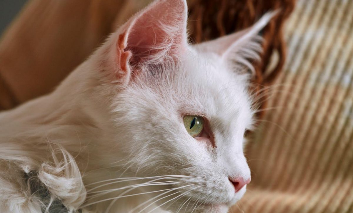 Cinco consejos para evitar que tu perro o gato transmita enfermedades a tu familia